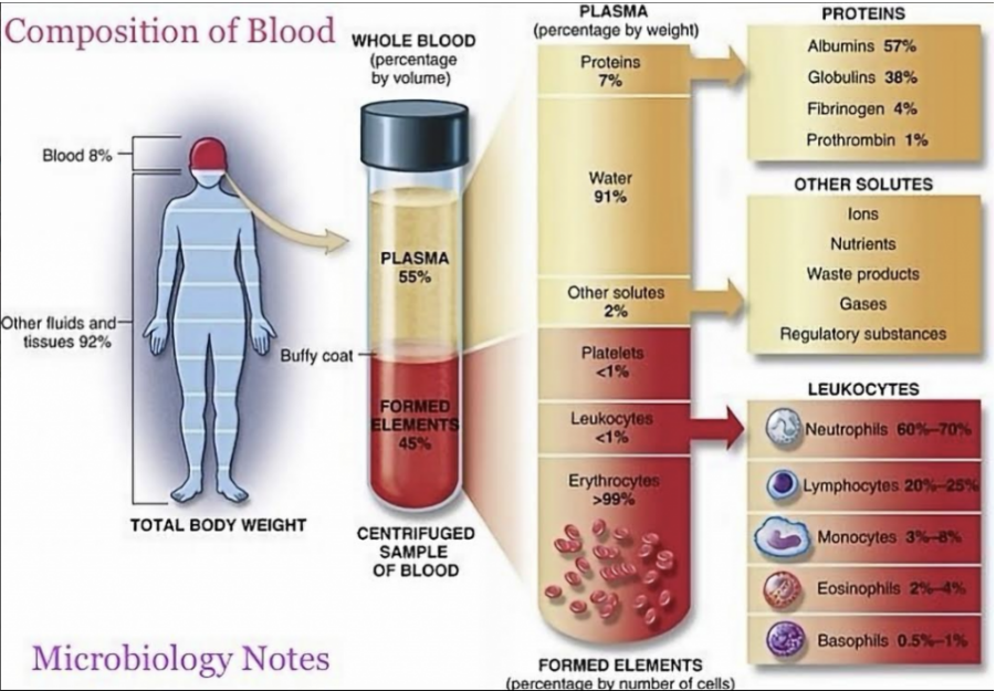 Hématopoïèse et développement des cellules du système immunitaire ...